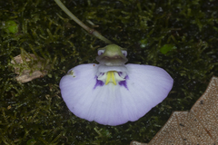 Utricularia uniflora