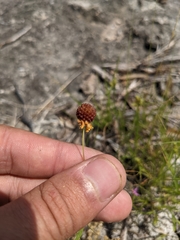 Helenium amarum