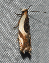 Ancylis semiovana