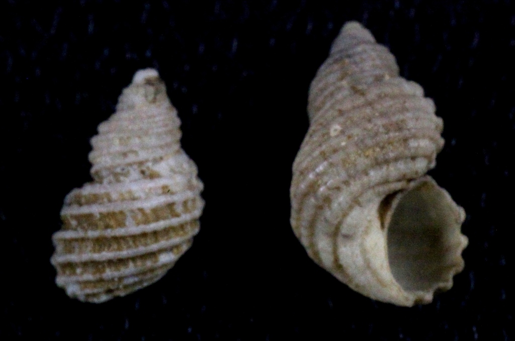 Iselica ovoidea