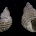 Iselica ovoidea - Photo (c) Shellnut,  זכויות יוצרים חלקיות (CC BY-SA)