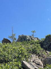 Marmota flaviventris