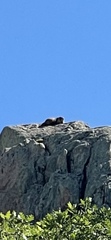 Marmota flaviventris