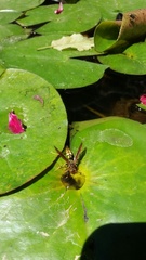 Polistes weyrauchorum