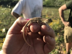 Holbrookia propinqua