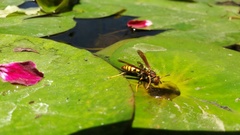 Polistes weyrauchorum