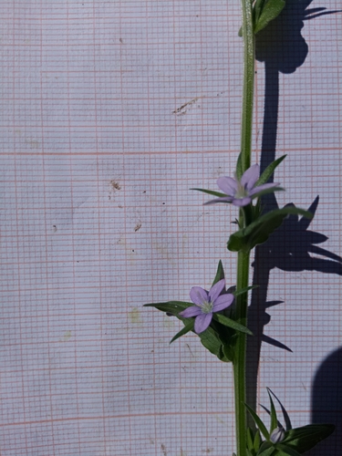 Image of Legousia falcata by (c) Karim Haddad, some rights reserved (CC BY)