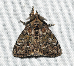 Dasychira plagiata
