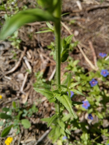 Legousia falcata image