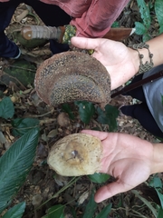 Aspidosperma parvifolium