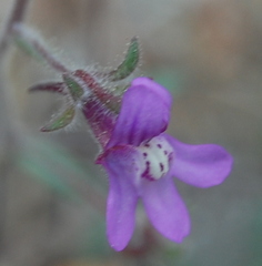 Chaenorhinum