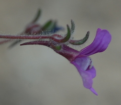Chaenorhinum