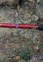 Chaenorhinum
