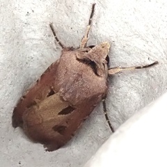 Agrotis exclamationis