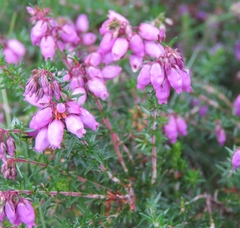 Erica tetralix