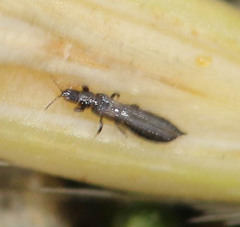 Haplothrips