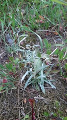 Omalotheca norvegica