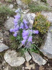 Campanula alpina
