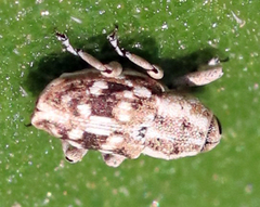 Cylindrocopturus adspersus