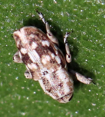 Cylindrocopturus adspersus