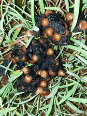 Paradoxurus hermaphroditus