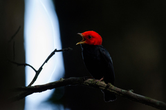 Ceratopipra rubrocapilla