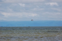 Pelecanus occidentalis