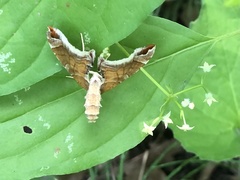 Eulithis molliculata