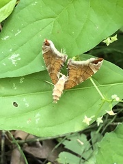 Eulithis molliculata
