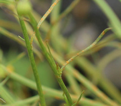 Coleosporium senecionis