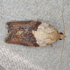 Epiphyas postvittana