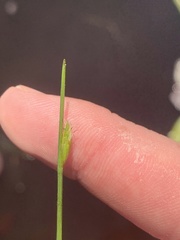 Schoenoplectus subterminalis