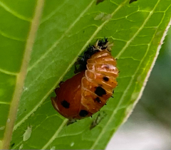 Harmonia axyridis
