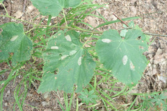 Phyllonorycter issikii