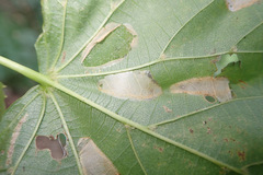 Phyllonorycter issikii