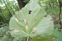 Phyllonorycter issikii