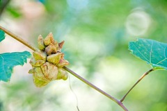 Ampelomyia vitiscoryloides