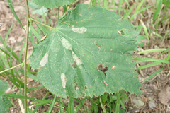 Phyllonorycter issikii