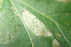 Phyllonorycter issikii