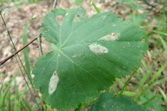 Phyllonorycter issikii