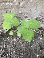 Pavonia lasiopetala