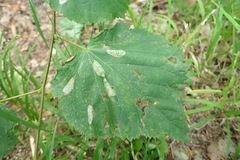Phyllonorycter issikii