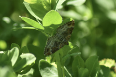Xanthorhoe spadicearia