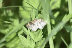 Xanthorhoe spadicearia