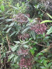 Aristeguietia glutinosa