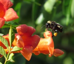 Bombus pensylvanicus image