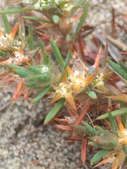 Cardionema ramosissimum