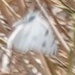 photo of Checkered White (Pontia protodice)