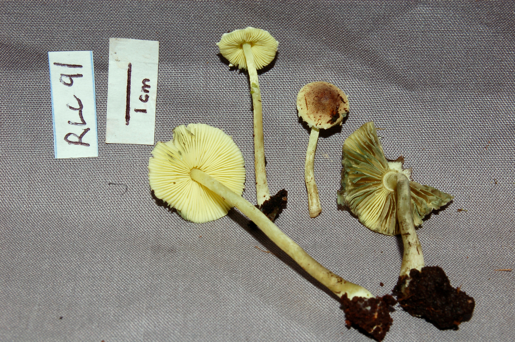 Leucocoprinus viridiflavus