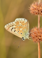 Polyommatus albicans